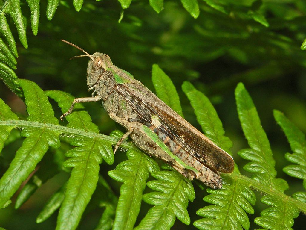 Una cavalletta su una felce: Aiolopus strepens